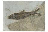 Detailed Fossil Fish (Knightia) - Wyoming #233875-1